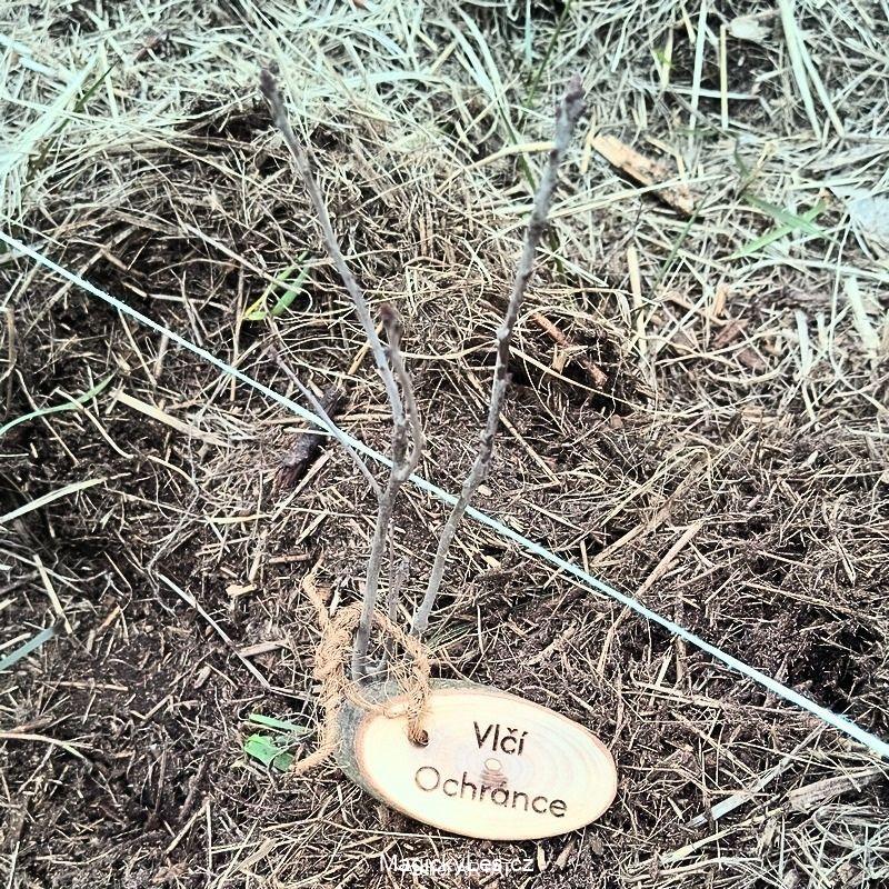 Vlčí Ochránce – talisman odvahy jít vlastní cestou